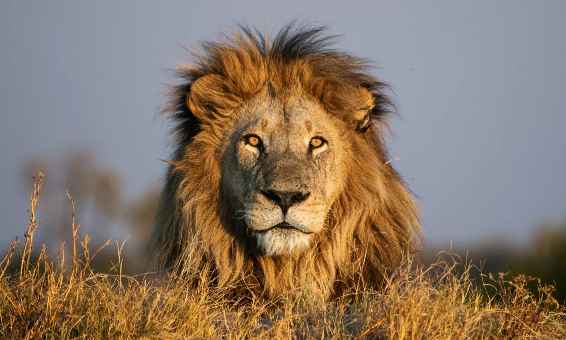 10-Day Halal Tanzania Big Five Luxury Safari